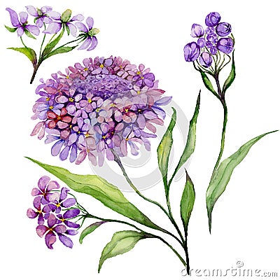 Beautiful purple iberis flower on a stem. Floral set candytuft flowers, leaves, buds. Isolated on white background. Cartoon Illustration