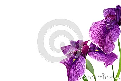 Beautiful purple iris Stock Photo