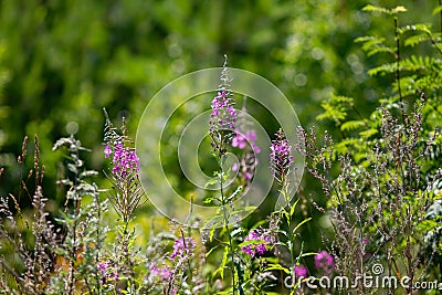 Beautiful purple Ivan-tea flowers on a sunny green medow. Horizontal shot Stock Photo