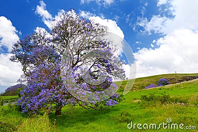 Beautiful purple jacaranda trees flowering along the roads of Maui island, Hawaii Stock Photo