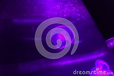 Beautiful purple jellyfish glowing in the dark background. Stock Photo