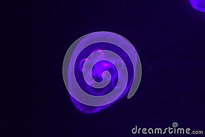 Beautiful purple jellyfish glowing in the dark background. Stock Photo