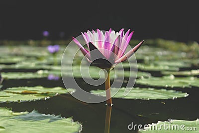 Beautiful purple lotus flower Just one flower In a lagoon with its leaves on the water Stock Photo