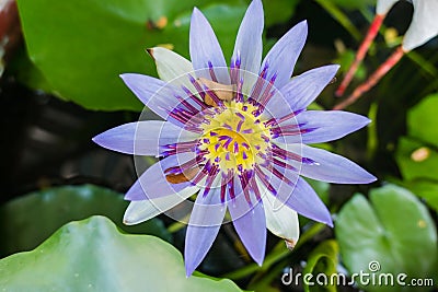 Beautiful purple lotus pond in the park. Background Stock Photo