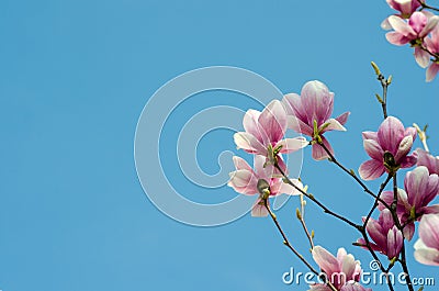 Beautiful purple magnolia flowers in the spring season on the magnolia tree. Blue sky background Stock Photo