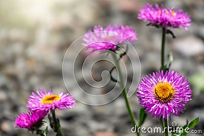 Beautiful purple mountain flower alpine aster Stock Photo
