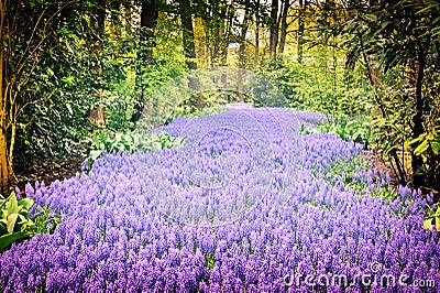 Beautiful purple muscari in Keukenhof Gardens Stock Photo