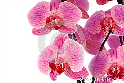 Beautiful purple orchid Stock Photo