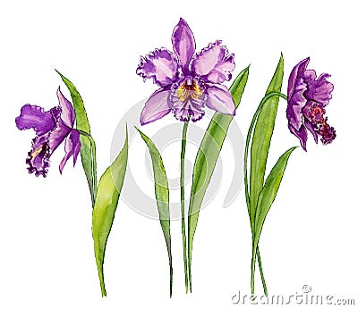 Beautiful purple orchid Cattleya flower on a stem with green leaves. Isolated on white background. Set of three flowers. Stock Photo