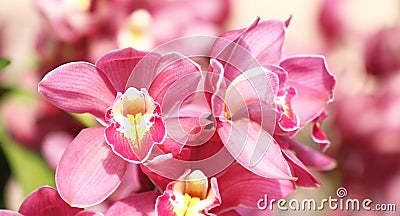 Beautiful purple orchid in the park public Stock Photo