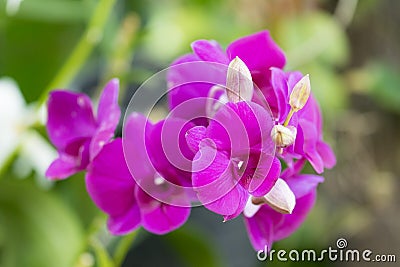 Beautiful purple orchids flower in garden Stock Photo