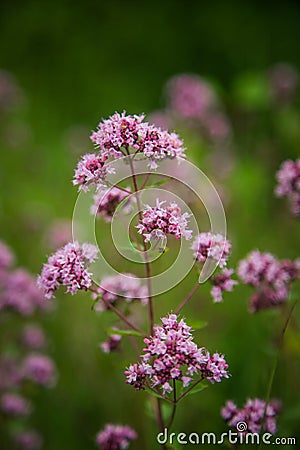 Beautiful purple oregano flowers blooming in the meadow. Stock Photo