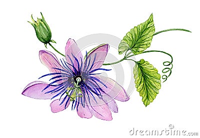 Beautiful purple passiflora passion flower on a twig with green leaves and tendril. Isolated on white background. Cartoon Illustration