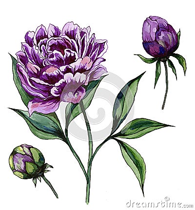 Beautiful purple peony flower on a stem with green leaves. Set - flower and two buds isolated on white background. Cartoon Illustration