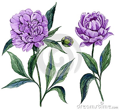 Beautiful purple peony flower on a stem with green leaves. Set of two flowers isolated on white background. Watercolor painting. Cartoon Illustration