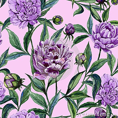 Beautiful purple peony flowers with green leaves on pink background. Seamless floral pattern. Watercolor painting. Cartoon Illustration