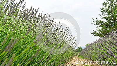 Beautiful purple petals of Lavender young bud flower blossom in row at a field under cloudy sky, mountain on background Stock Photo