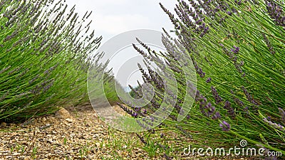 Beautiful purple petals of Lavender young bud flower blossom in row at a field under cloudy sky, mountain on background Stock Photo