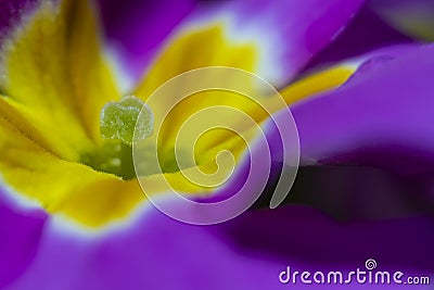 Beautiful purple petunia flowers Stock Photo