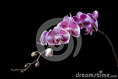 Beautiful purple Phalaenopsis orchid flowers, isolated on black background Stock Photo