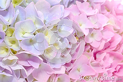 Beautiful Purple and Pink Hydrangea Flowers Stock Photo