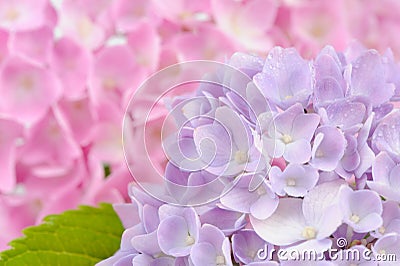Beautiful Purple and Pink Hydrangea Flowers Stock Photo
