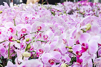 Beautiful purple pink orchid - phalaenopsis orchid Stock Photo