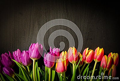 Tulips and dark background Stock Photo