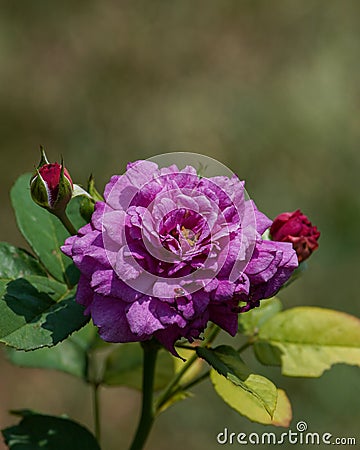 Beautiful purple rose flower on a sunny day. Stock Photo