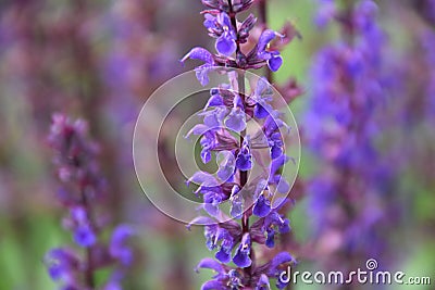 A beautiful purple salvia flower Stock Photo