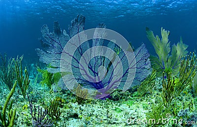 Beautiful purple sea fan on a coral reef in the Bahamas Stock Photo