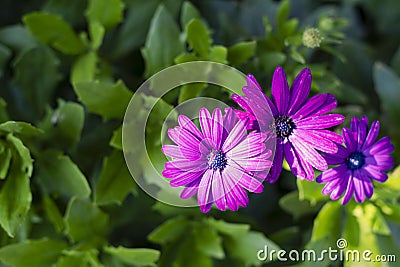 Beautiful purple trio african daisy flower in bloom in a green garden flowerbed Stock Photo