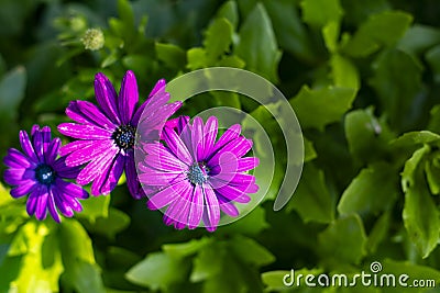 Beautiful purple trio african daisy flower in bloom in a green garden flowerbed Stock Photo