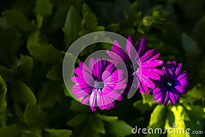 Beautiful purple trio african daisy flower in bloom in a green garden flowerbed Stock Photo