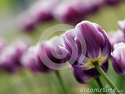 Beautiful purple tulip Stock Photo