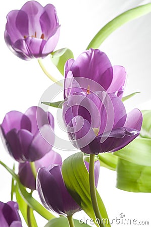 Beautiful purple tulips Stock Photo