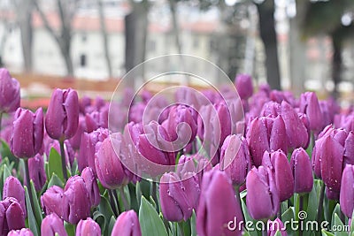 Beautiful purple tulips in the spring garden Stock Photo