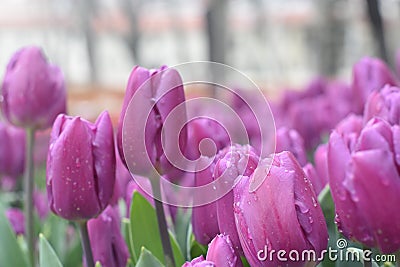 Beautiful purple tulips in the spring garden Stock Photo