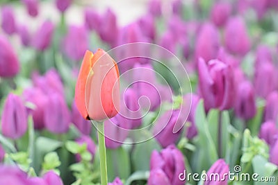 Beautiful purple tulips in the spring garden Stock Photo