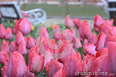 Beautiful purple tulips in the spring garden Stock Photo