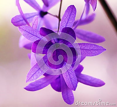 Beautiful purple violet flower, gorgeous nature Stock Photo