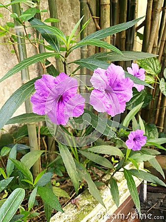 Beautiful purple waterkanon flowers Stock Photo