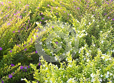 Beautiful Purple and White Flowering Hedge Garden Shrub Herb Plant. Lavender Coloured Cuphea hyssopifolia Tree Stock Photo