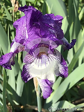 Beautiful Purple and White Tall Bearded Iris Blossom - Perennial Flowers Stock Photo