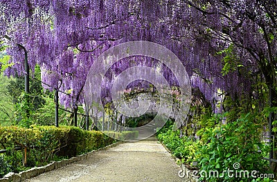 Beautiful purple wisteria in bloom. blooming wisteria tunnel in a garden near Piazzale Michelangelo in Florence Stock Photo