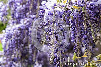 Beautiful purple wisteria flowers in spring Stock Photo