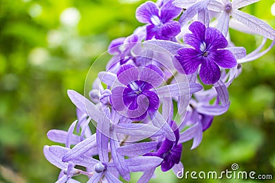 Beautiful purple wreath vine Petrea Volubilis or queen`s wreath vine flower Stock Photo