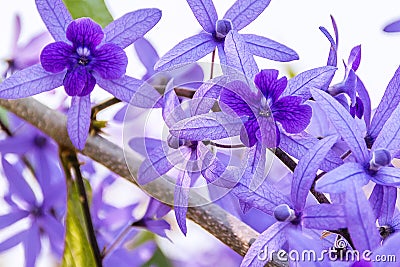 Beautiful purple wreath vine or queen`s wreath vine flower on bl Stock Photo