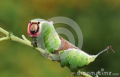 A stunning Puss Moth Caterpillar Cerura vinulais perching on a twig in woodland . Stock Photo