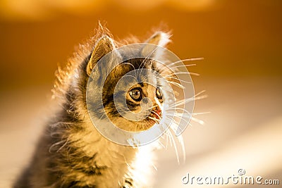 So beautiful pussy cat with a shining eyes Stock Photo